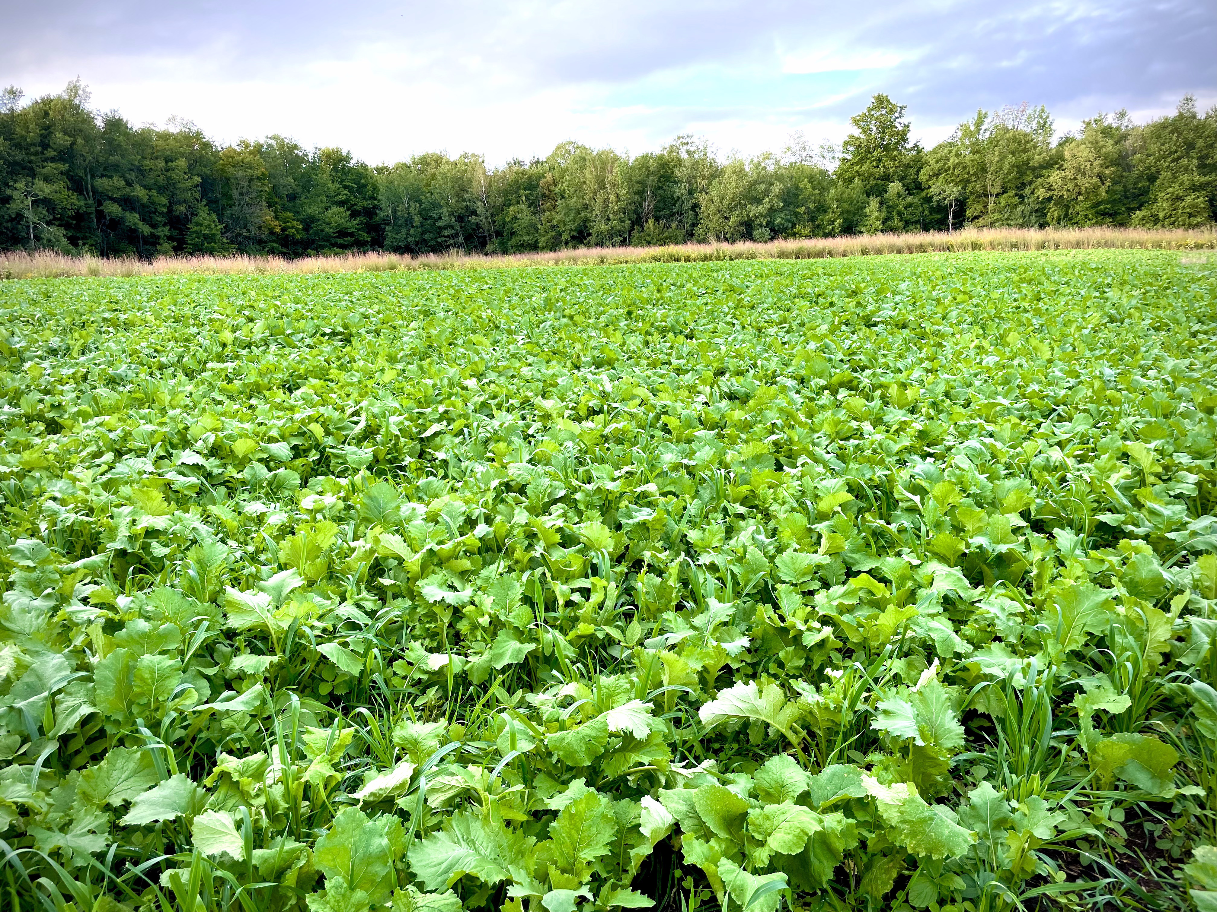 Food Plots